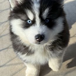 Boy 3 - Black and white male Pomsky puppy in Tennessee from Hudson’s Huskies & Pomskies