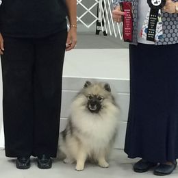 Cardigan Welsh Corgis, Keeshonden, and Rottweilers from KeeRocka Show Dogs