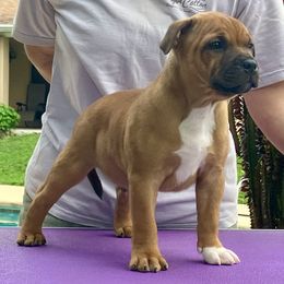 Staffordshire Bull Terrier puppies from Rockstaff Staffords