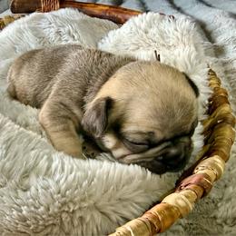 Frank - Fawn male French Bulldog puppy in Billings, Montana from Yellowstone Frenchies
