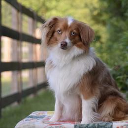 Lani - Toy Australian Shepherd