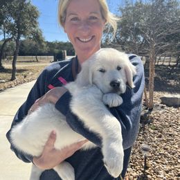 Goldendoodle and Golden Retriever Puppies from Angelic Goldens