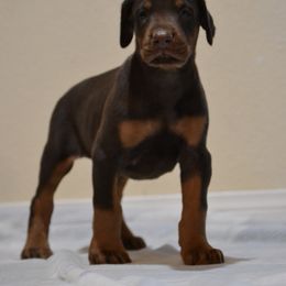 Doberman Pinscher Puppies from Obsidian Kennels