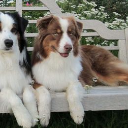 Australian Shepherds from Camas Creek Australian Shepherds