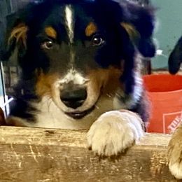 Boy5 - Red tri-color male Miniature American Shepherd puppy in Harmony, North Carolina from Carolina Pride Aussies