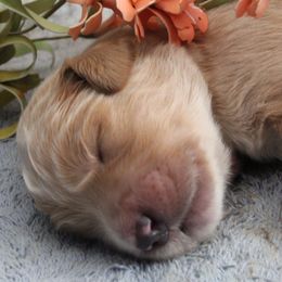 Goldendoodle Puppies from CharLia's Holistic English Cream Golden Retrievers & Doodles