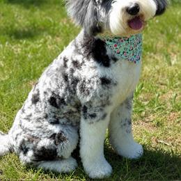 Pippa (Professionally Trained) - Merle female Australian Labradoodle puppy in Matthews, North Carolina from Weddington Labradoodles