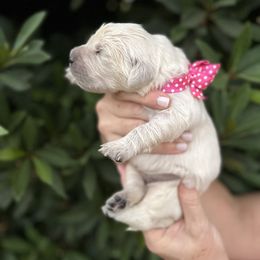 Golden Retriever Puppies from Sanctuary Ranch Goldens