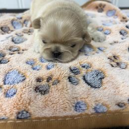 Australian Shepherd and Shih Tzu Puppies from Ford Hollow Farms Shih Tzus and Australian Shepherds