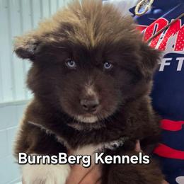 KoaKoa Puffs - Brown and white female Siberian Husky puppy in East Tawas, Michigan from BurnsBerg's Woolies