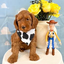 Buzz - Caramel red male Australian Labradoodle puppy in Palmdale, California from Pixie Doodle Paws