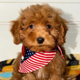 Tulip - Red  female Goldendoodle puppy in Beecher, Illinois from Erica’s Doodles