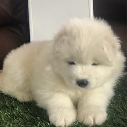 Red - White and biscuit female Samoyed puppy in Colorado Springs, Colorado from T&M Samoyeds