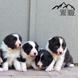 Border Collie Puppies from Sage Ridge