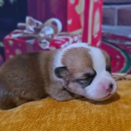 Red Collar - Sable male Pembroke Welsh Corgi puppy in Grass Valley, California from Triple M Ranch Corgi's