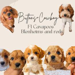 Cavapoo puppies from Home Grown Puppies