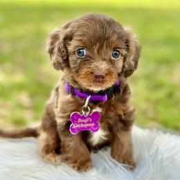 Gale - Merle female Cockapoo puppy in Palm Beach County, Florida from Benji’s Cockapoos