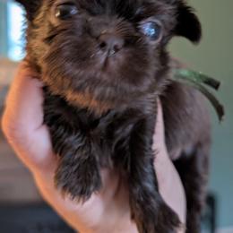 Walker - Chocolate male Shih Tzu puppy in Claxton, Georgia from Small Pawz Shih tzu