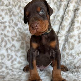 Black - Red and rust male Doberman Pinscher puppy in Muskegon, Michigan from HillStone Dobermans