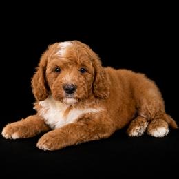 Wrangler - Red  male Goldendoodle puppy in Floyd, Virginia from Hearts and Paws Poodles and Doodles