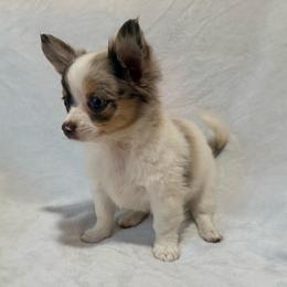 Stuart - Merle male Chihuahua puppy in Seneca, Missouri from Stephanie’s Puppy Colony