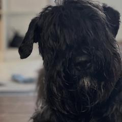 Bouvier des Flandres from Boondock Bouviers