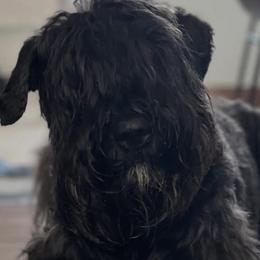 Bouvier des Flandres from Boondock Bouviers