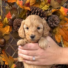 Ember - Apricot female Goldendoodle puppy in Enumclaw, Washington from Owen-a-Doodle
