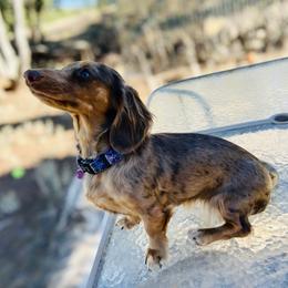 Boo - Dachshund