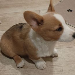 Garnet - White and red male Pembroke Welsh Corgi puppy in Wildersville, Tennessee from Robbie's Hobby Corgi's