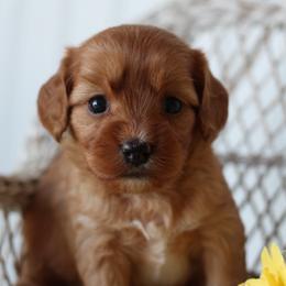 Sage - Red female Cavapoo puppy in Springtown, Texas from North Texas Puppies