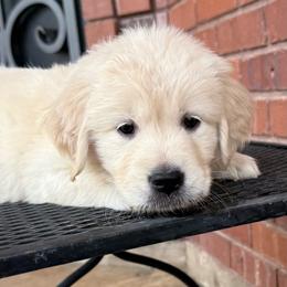 Nora - Light golden female Golden Retriever puppy in Chandler, Arizona from Az K9 Companions