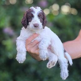 Grey Collar girl (Sagebrush) - Parti female Labradoodle puppy in Granite Falls, North Carolina from Carolina Goldendoodles