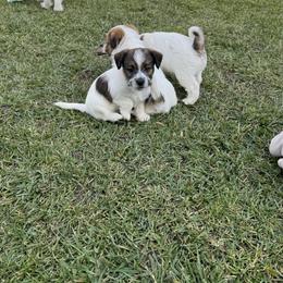 Russell Terrier Puppies from Roger's Russell Terriers