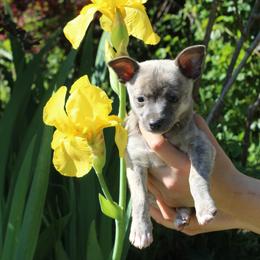 Blue - Blue brindled fawn male Chihuahua puppy in Willamina, Oregon from Cherished Chihuahuas
