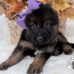 5 - Black and red male German Shepherd puppy in Davie, Florida from Vom Broward Haus