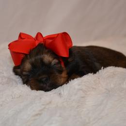 Abigail - Chocolate female Shih Tzu puppy in Magnolia, Texas from Furbourne Farms