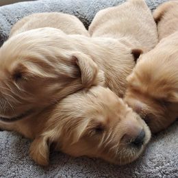 Golden Retrievers from Palouse Pups