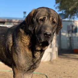 Cabo - Spanish Mastiff