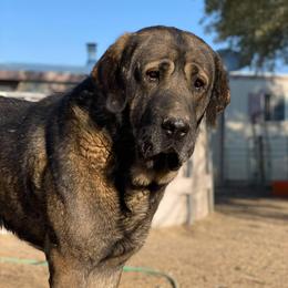 Cabo - Spanish Mastiff