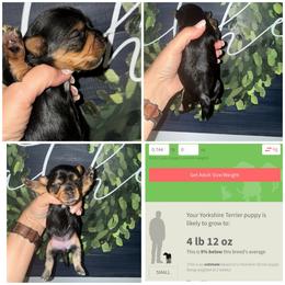 Bella - Black and gold female Morkie puppy in Cleveland, Tennessee from Moody’s Morkies and More