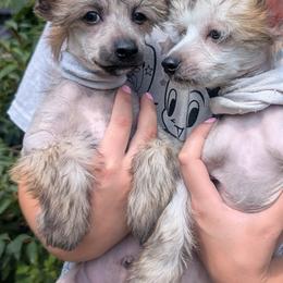 DaoDog  Negroni  Newest Taste - Black and tan male Chinese Crested puppy in Highland Park, Michigan from Family Kennel Dao Dog