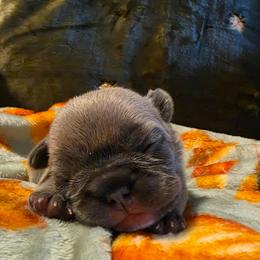 Maple - Blue fawn female French Bulldog puppy in Columbia Falls, Montana from Glacier French Bulldogs of Montana