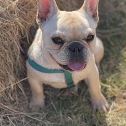French Bulldogs from Blaise Coast Bullies