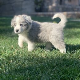 Starburst - AKC Champion Bloodline - Blue merle Border Collie puppy in Trabuco Canyon, California from Sierra Peak