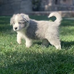 Starburst - AKC Champion Bloodline - Blue merle Border Collie puppy in Trabuco Canyon, California from Sierra Peak