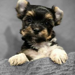 Yorkshire Terrier Puppies from Pixieland Yorkshire Terriers