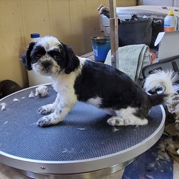 Panda - Shih Tzu