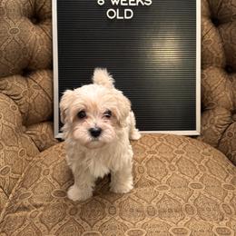 Maltipoo Puppies from Pepper Patch Puppies