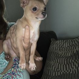 Nugget - Fawn male Chihuahua puppy in New Port Richey, Florida from The Wolf Pack